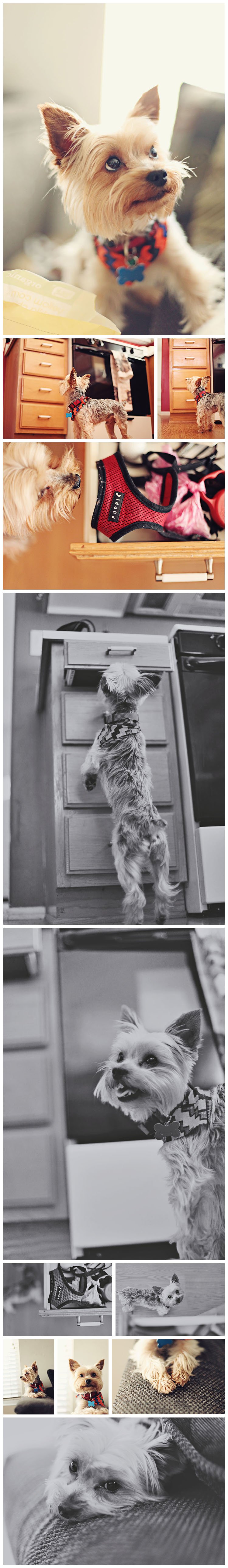 Temecula_Dog_Park_Collage