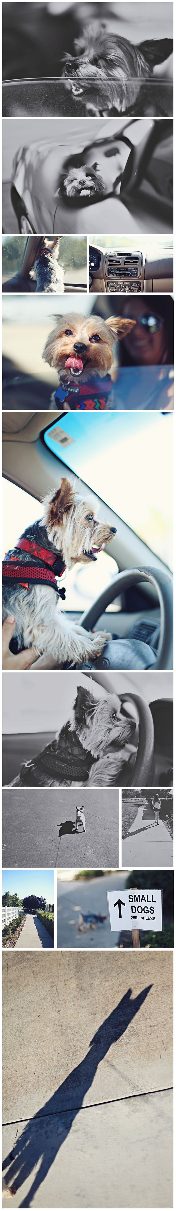 Temecula_Dog_Park_Collage2