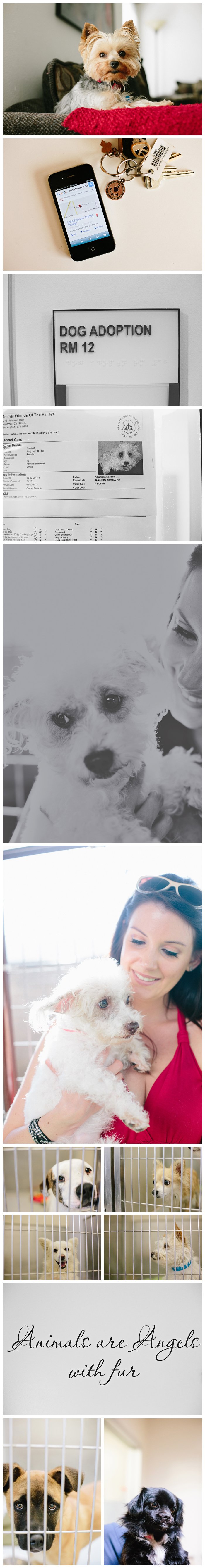 animalfriendsofthevally1