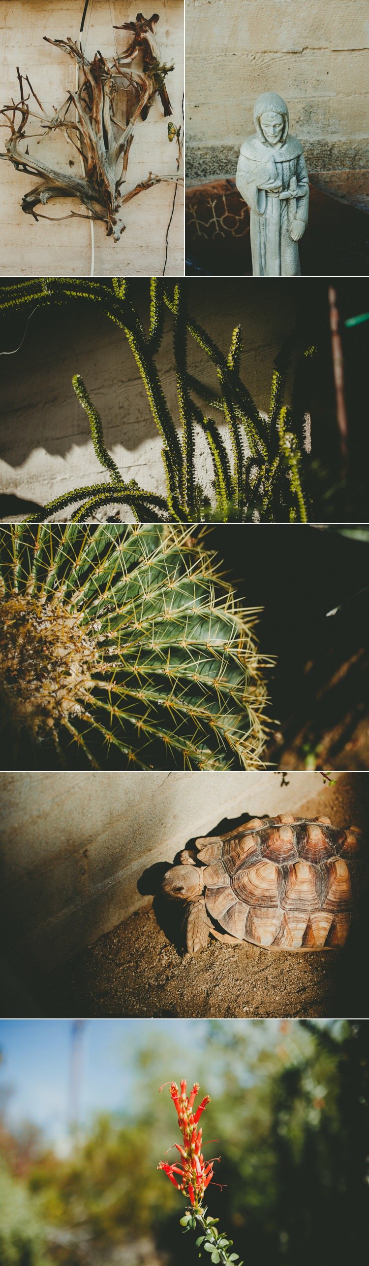 Moorten Botanical Garden Wedding Photos